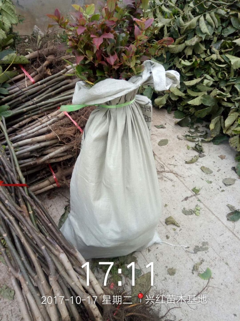【精选】核桃苗核桃树苗基地直发包技术成活率高当年结果