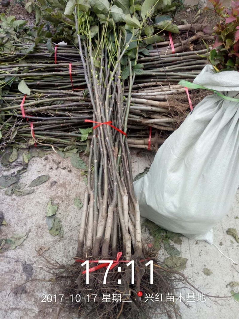 【精选】核桃苗核桃树苗基地直发包技术成活率高当年结果