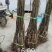 【精选】核桃苗核桃树苗基地直发包技术成活率高当年结果