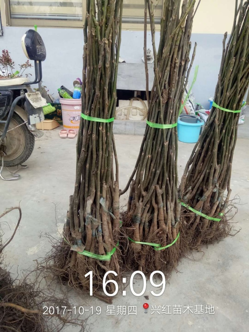 【精选】核桃苗核桃树苗基地直发包技术成活率高当年结果
