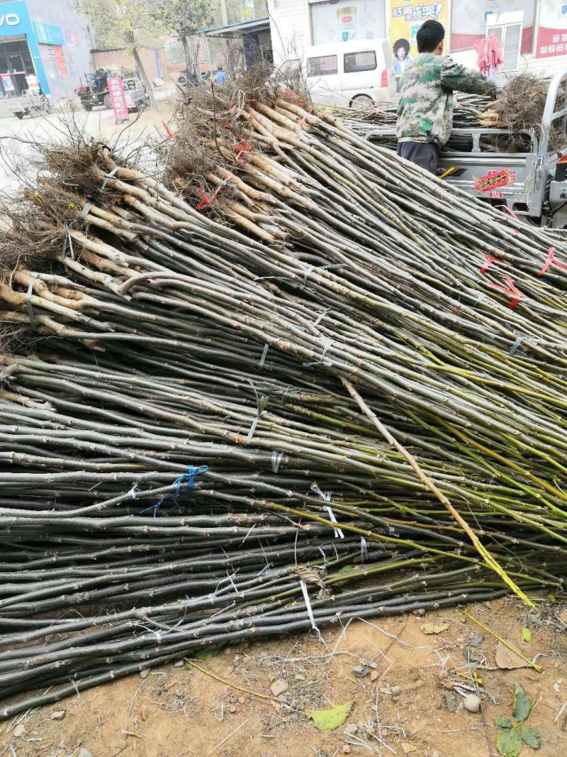 【精选】核桃苗核桃树苗基地直发包技术成活率高当年结果