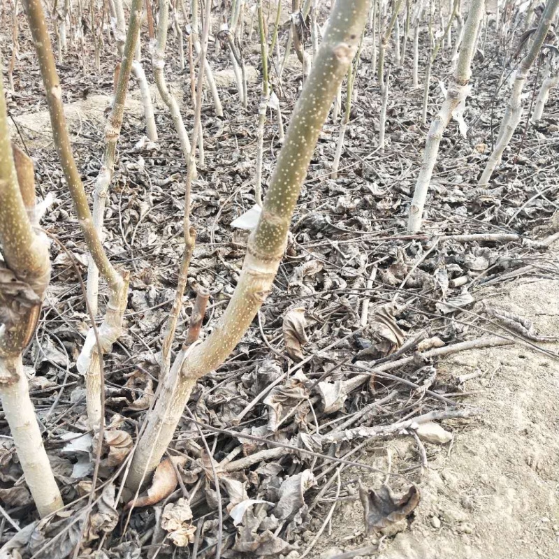 【精选】核桃苗核桃树苗基地直发包技术成活率高当年结果