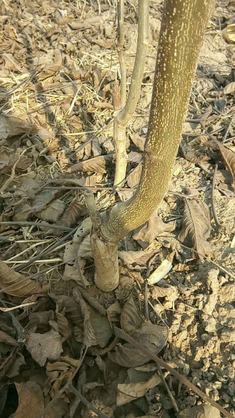 【精选】核桃苗核桃树苗基地直发包技术成活率高当年结果