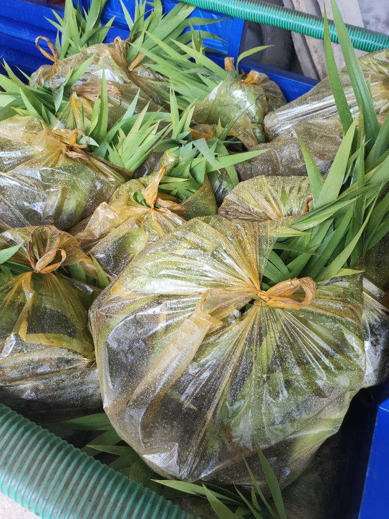 大量现货营养杯蓝花鸢尾，地栽鸢尾