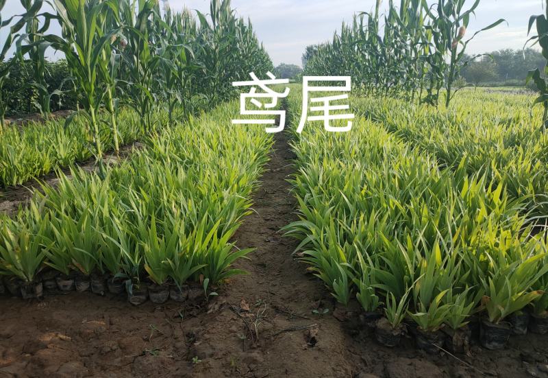大量现货营养杯蓝花鸢尾，地栽鸢尾