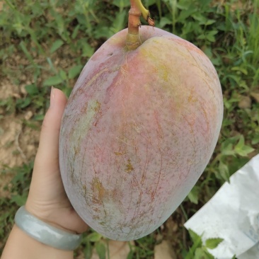 青皮，凱特，大芒果，香甜可口