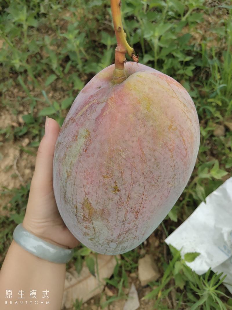 青皮，凱特，大芒果，香甜可口