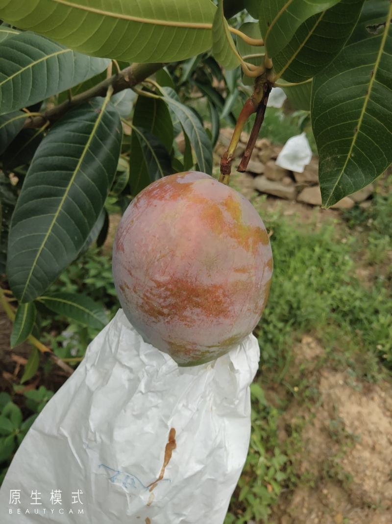 青皮，凱特，大芒果，香甜可口