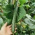贵州‘天然种植黄瓜，