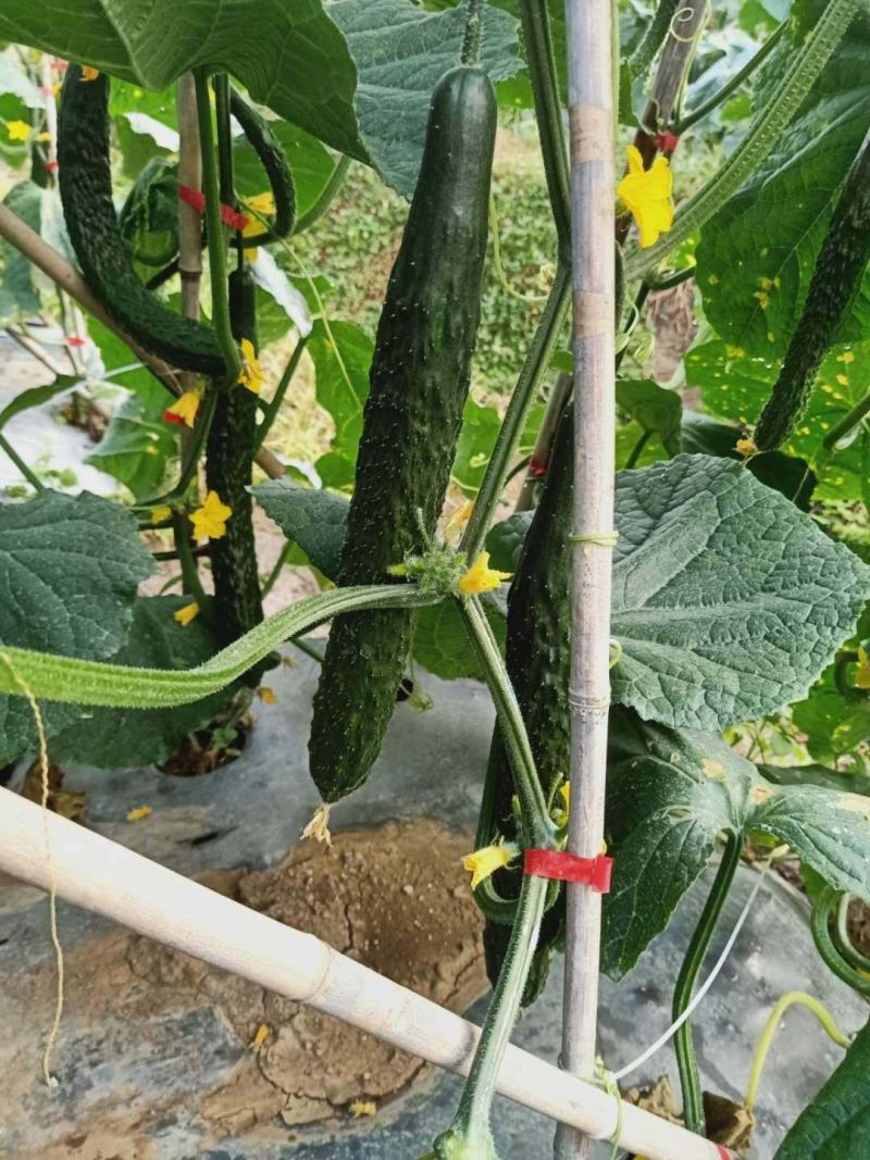 贵州‘天然种植黄瓜，