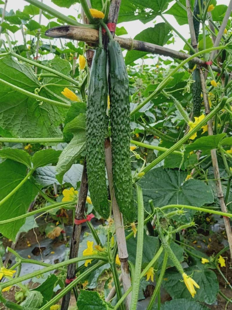 贵州‘天然种植黄瓜，