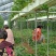 闻集草莓基地，优质草莓苗，实景拍摄，天仙醉，贵妃等品种