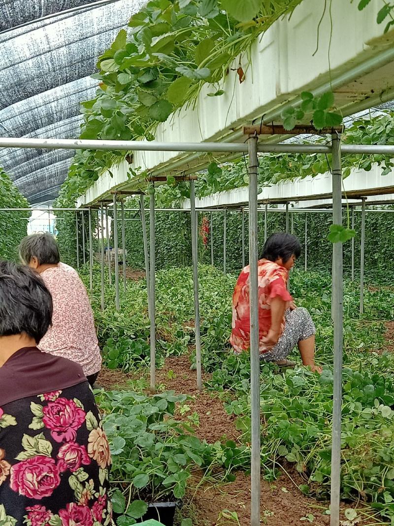 闻集草莓基地，优质草莓苗，实景拍摄，天仙醉，贵妃等品种