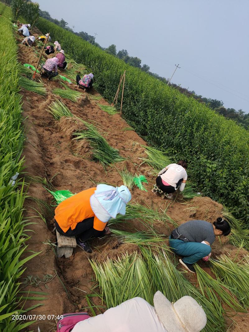 大量现货出售地栽黄昌蒲，营养杯黄昌蒲
