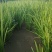 大量现货出售地栽黄昌蒲，营养杯黄昌蒲