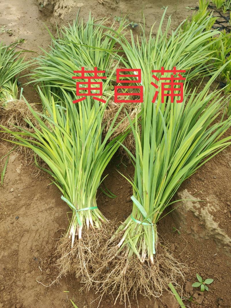 大量现货出售地栽黄昌蒲，营养杯黄昌蒲