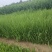 大量现货出售地栽黄昌蒲，营养杯黄昌蒲