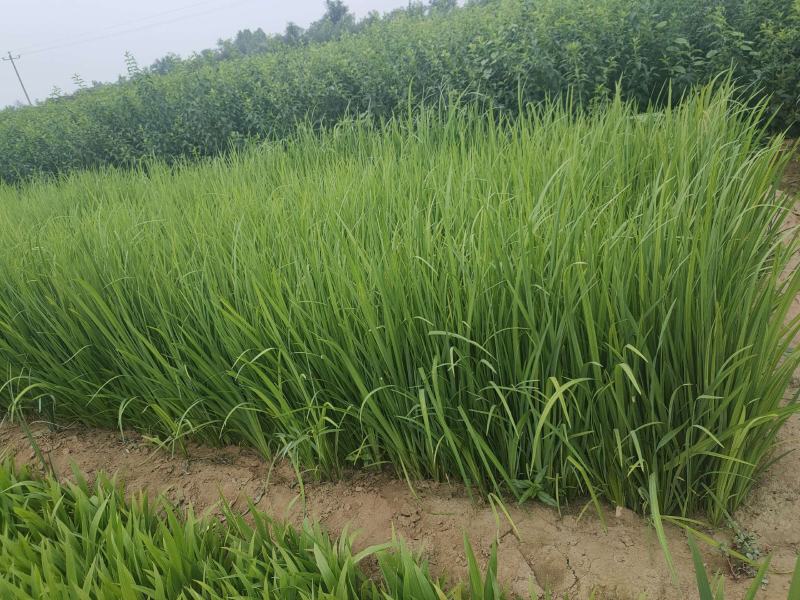 大量现货出售地栽黄昌蒲，营养杯黄昌蒲