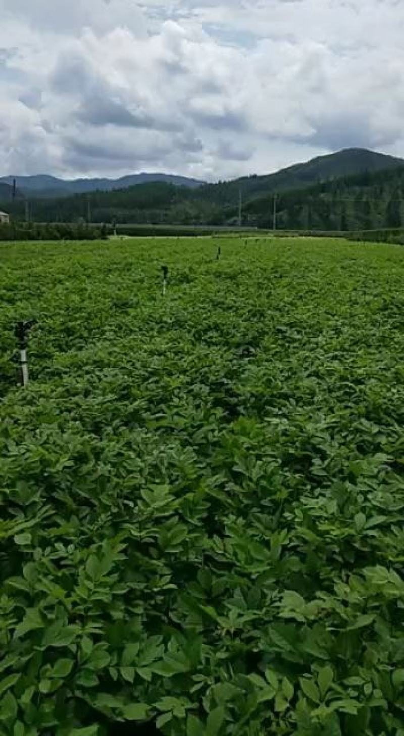 东北核桃苗，山核桃苗，胡桃楸，楸树苗，黑皮核桃树苗