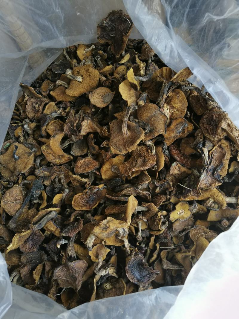 承德市围场县松蘑