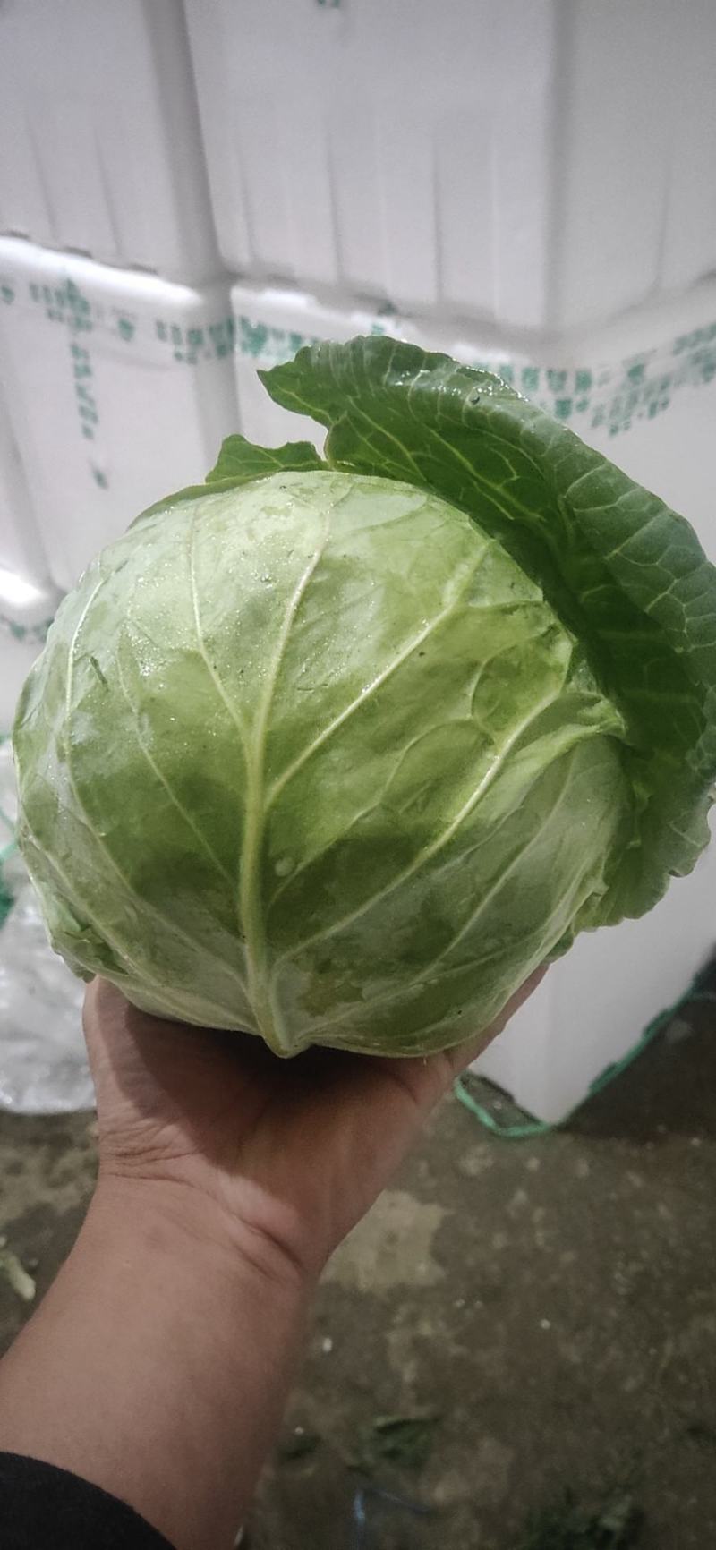 中甘甘蓝，可精包，可散装