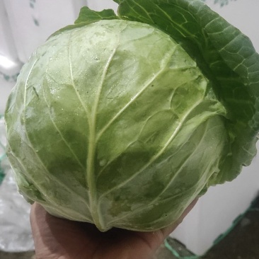 中甘甘蓝，可精包，可散装