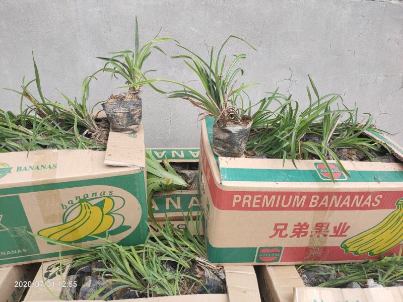 金娃娃萱草0.5米以下