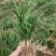 定州大量现货出售地栽麦冬草