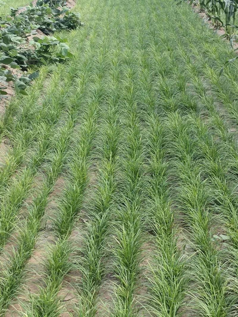 定州大量现货出售地栽麦冬草