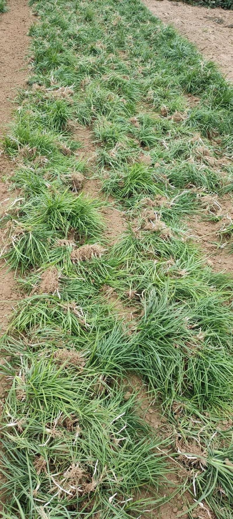 定州大量现货出售地栽麦冬草