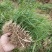 定州大量现货出售地栽麦冬草