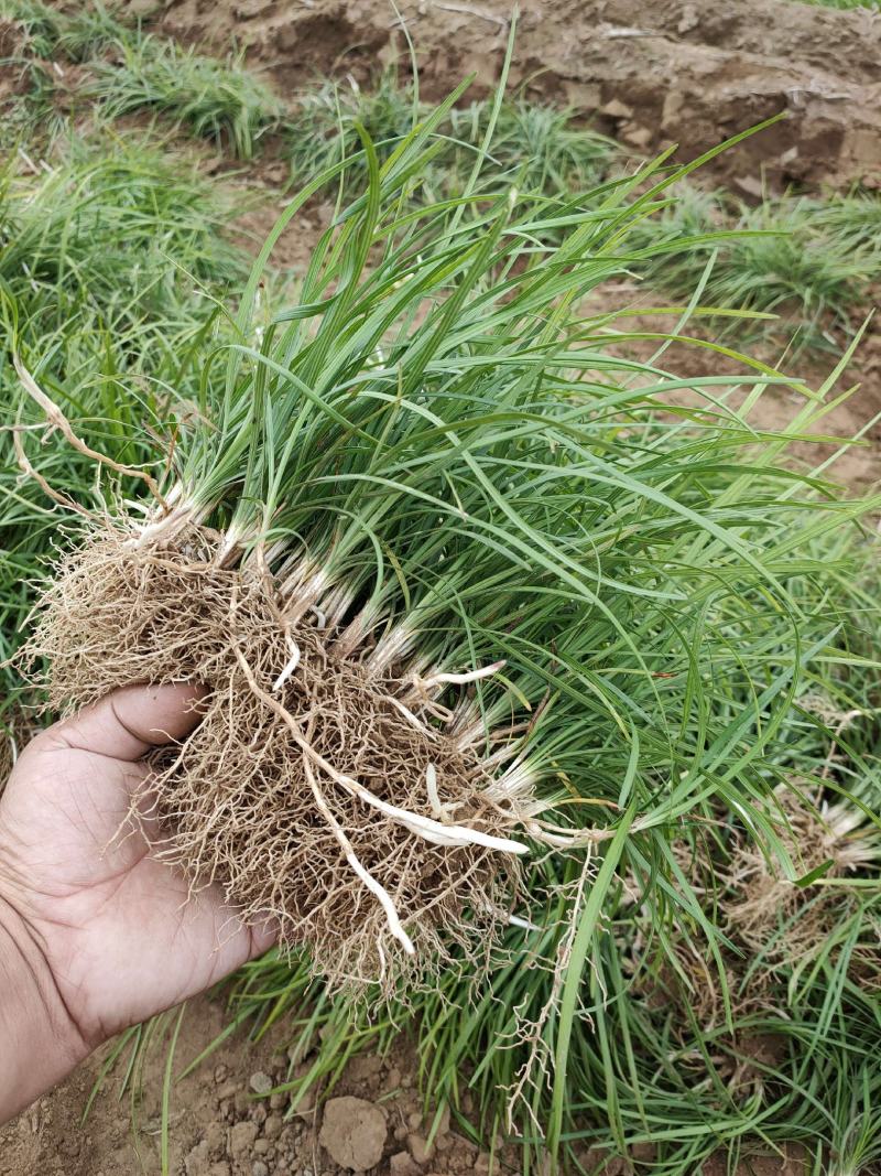 定州大量现货出售地栽麦冬草