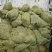定州大量现货出售地栽麦冬草