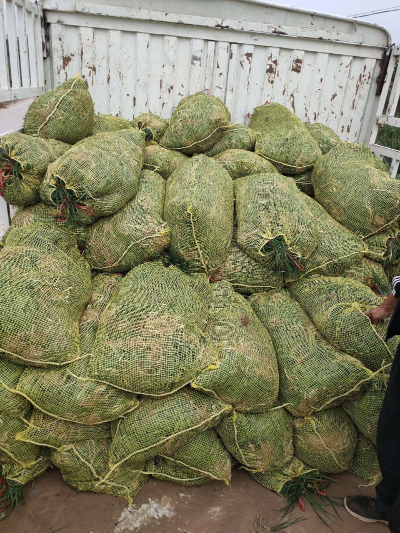 定州大量现货出售地栽麦冬草