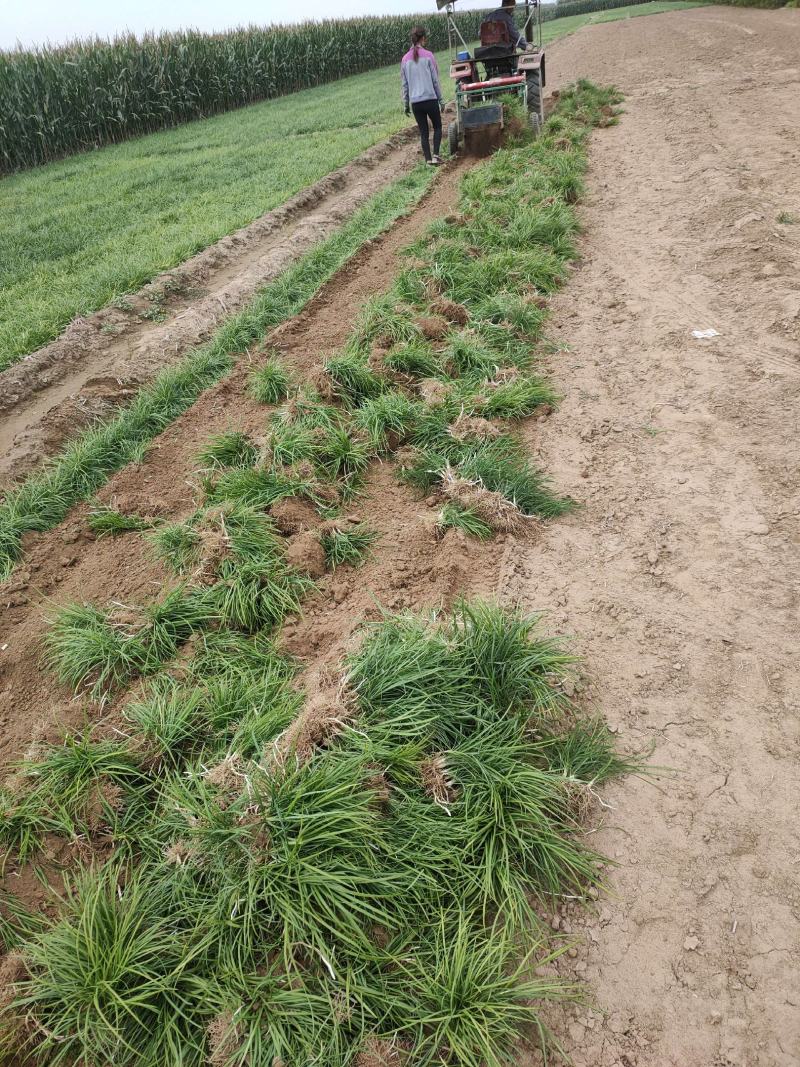 定州大量现货出售地栽麦冬草