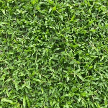 大叶油草，台湾草皮，马尼拉草