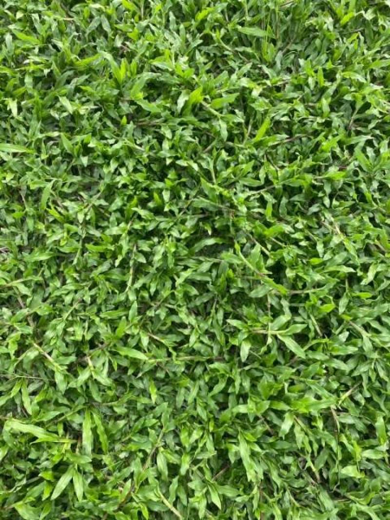 大叶油草，台湾草皮，马尼拉草