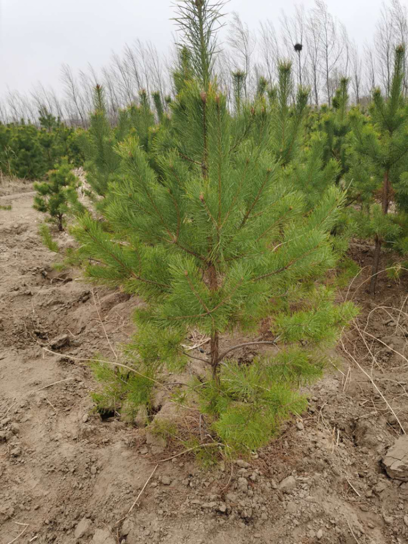 樟子松30杯子裸根杯苗供应齐全量大从优基地直供品质保证