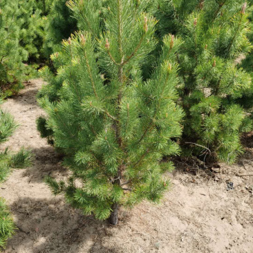 樟子松30杯子裸根杯苗供应齐全量大从优基地直供品质保证