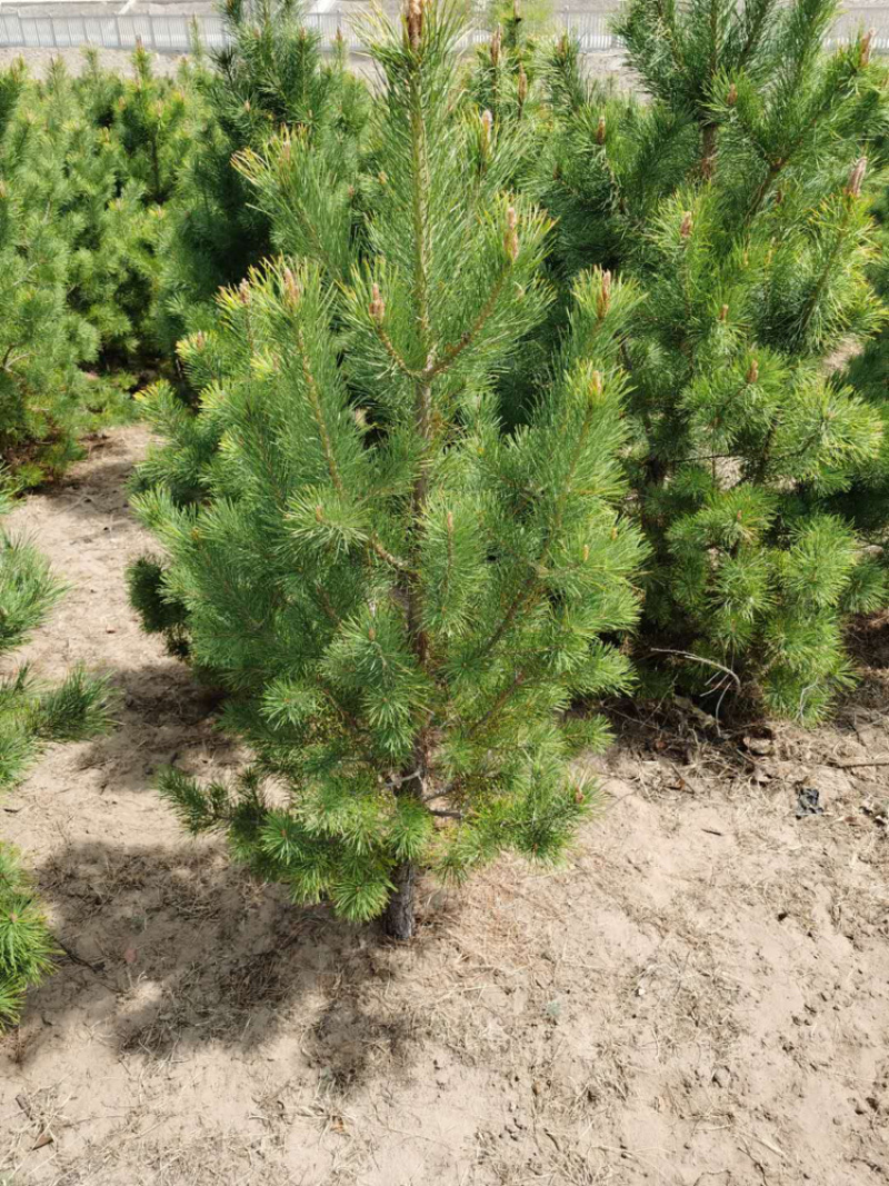 樟子松30杯子裸根杯苗供应齐全量大从优基地直供品质保证