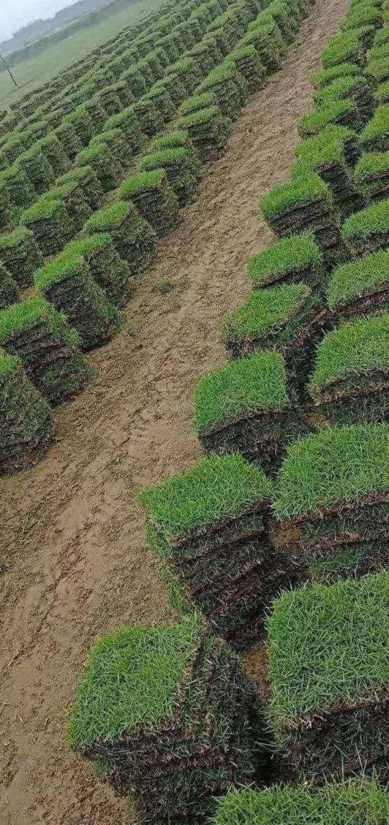 大叶油草，台湾草，马尼拉草