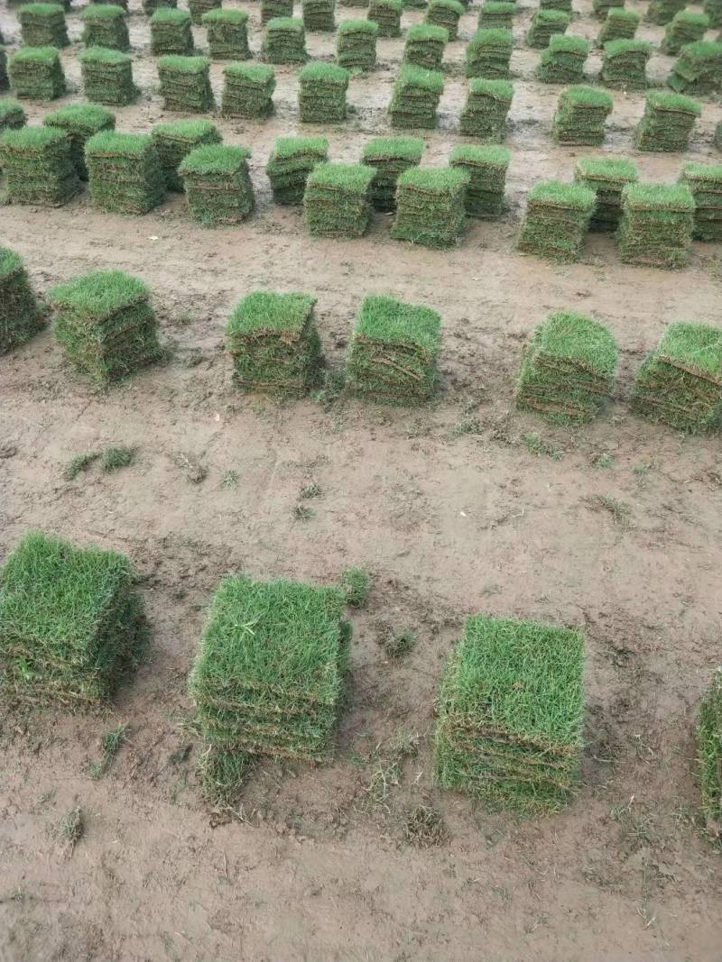 地被草大叶油草，台湾草坪，马尼拉草