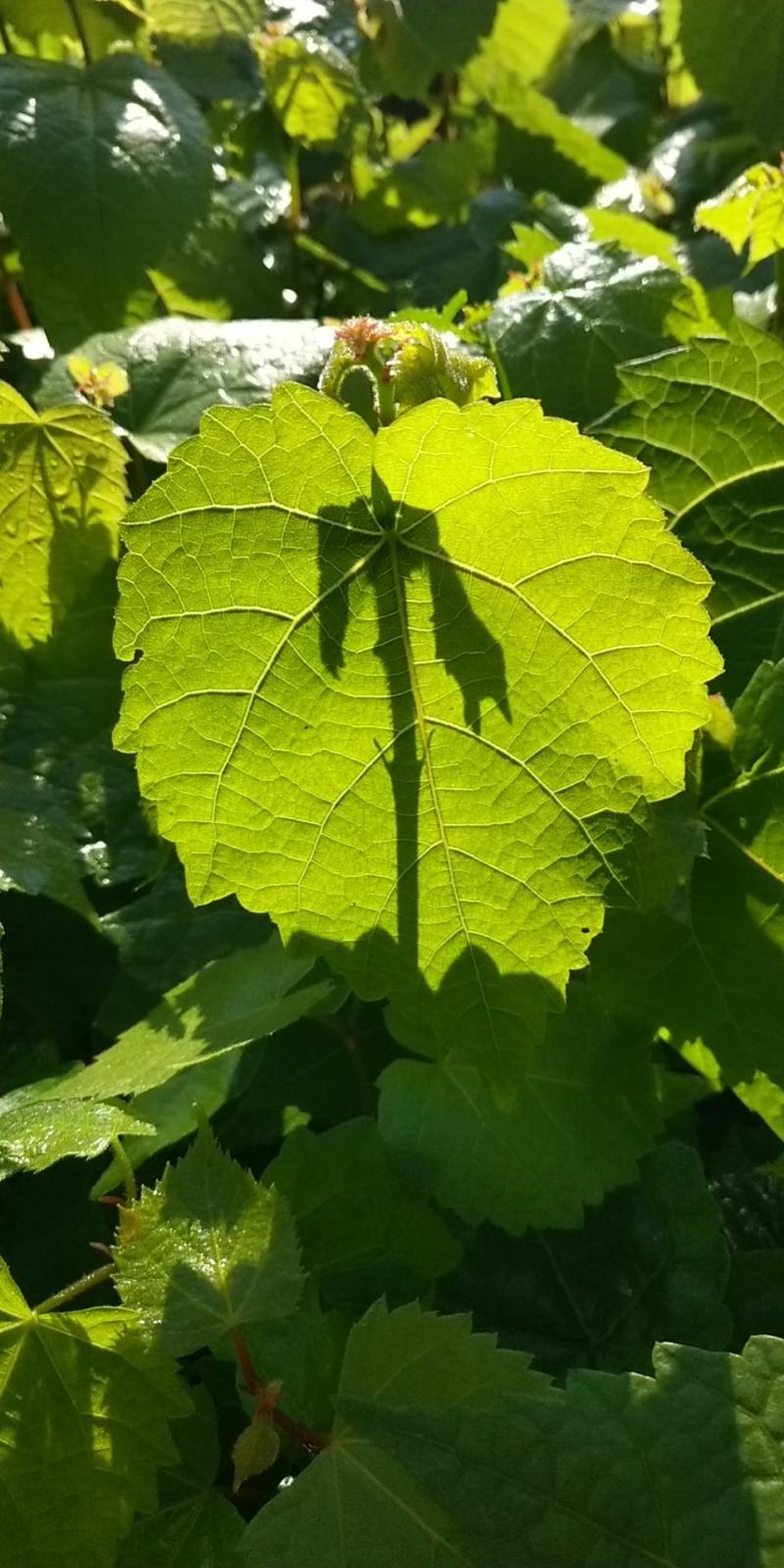 出售紫椴苗，小叶椴，椴树苗，糠椴苗，辽宁椴树苗圃地直销！