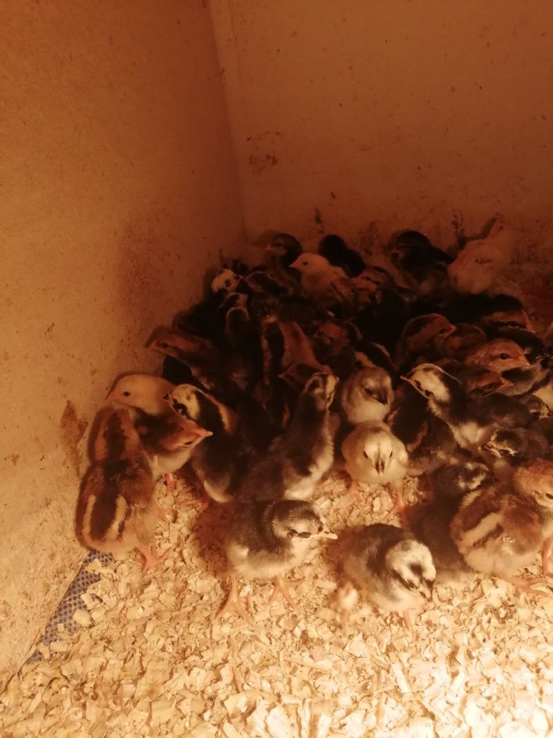 斗鸡苗35~45克出壳苗通货