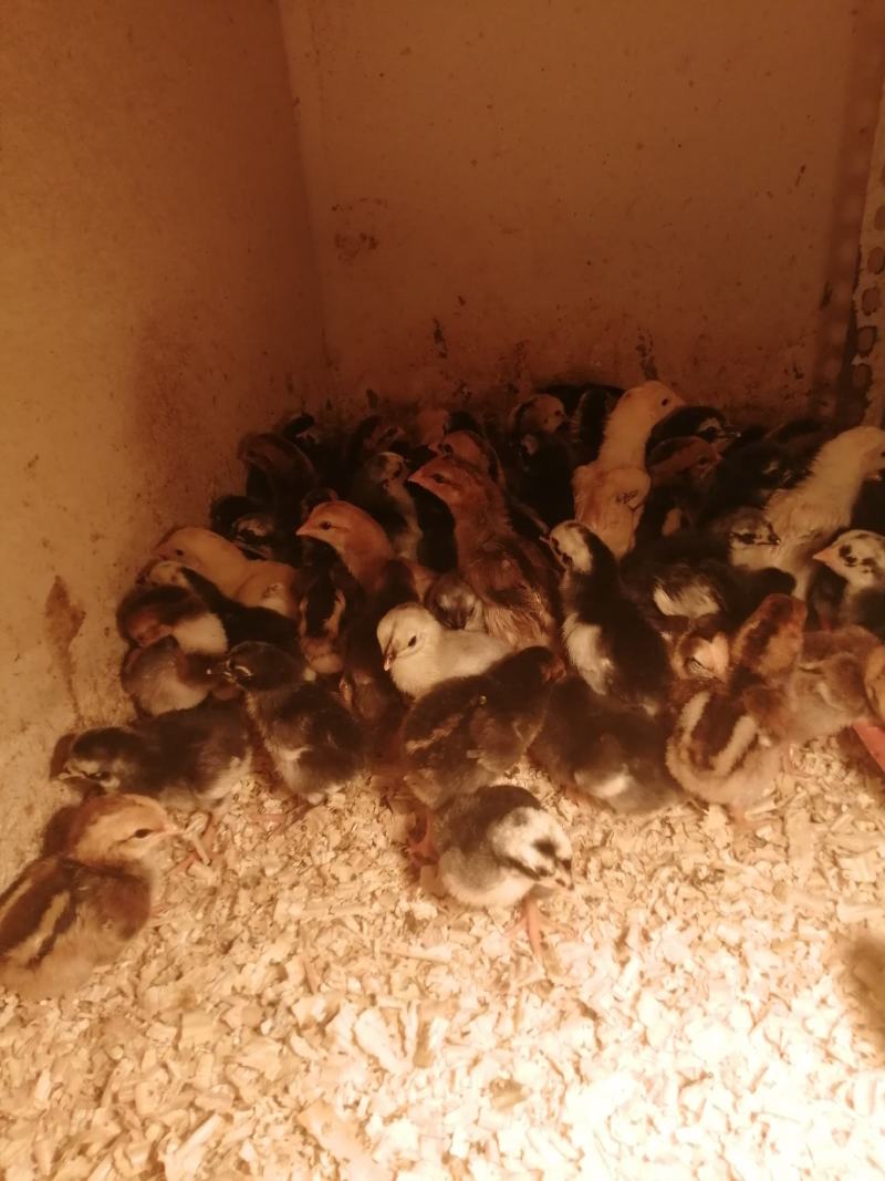 斗鸡苗35~45克出壳苗通货