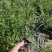 大量现货出售营养杯迎春高度左右40，大田迎春高度60厘米