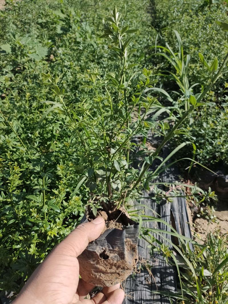大量现货出售营养杯迎春高度左右40，大田迎春高度60厘米