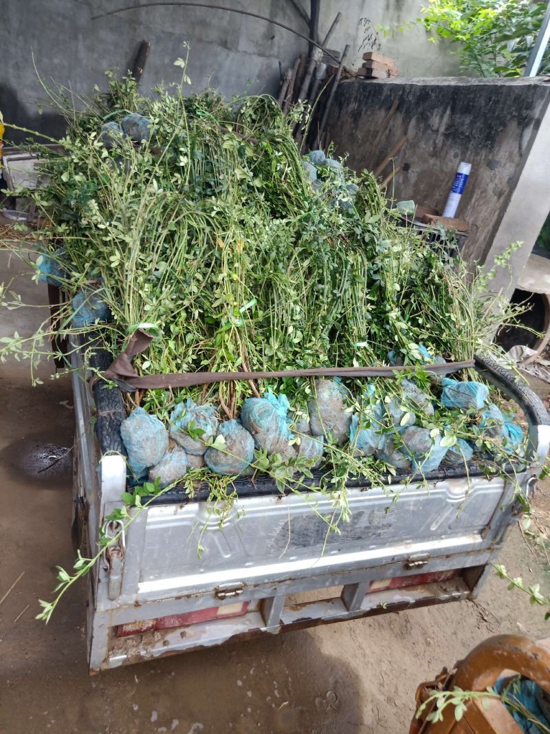 大量现货出售营养杯迎春高度左右40，大田迎春高度60厘米