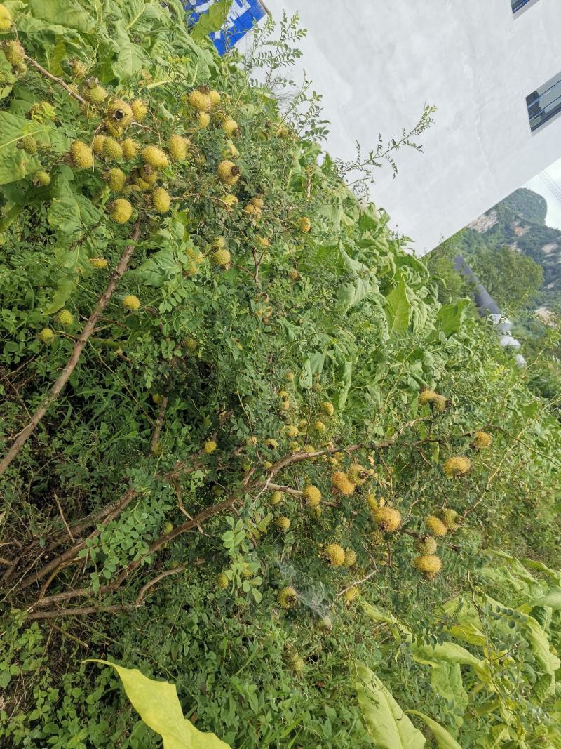 刺梨贵州自种原生刺梨量大详谈加sto518888