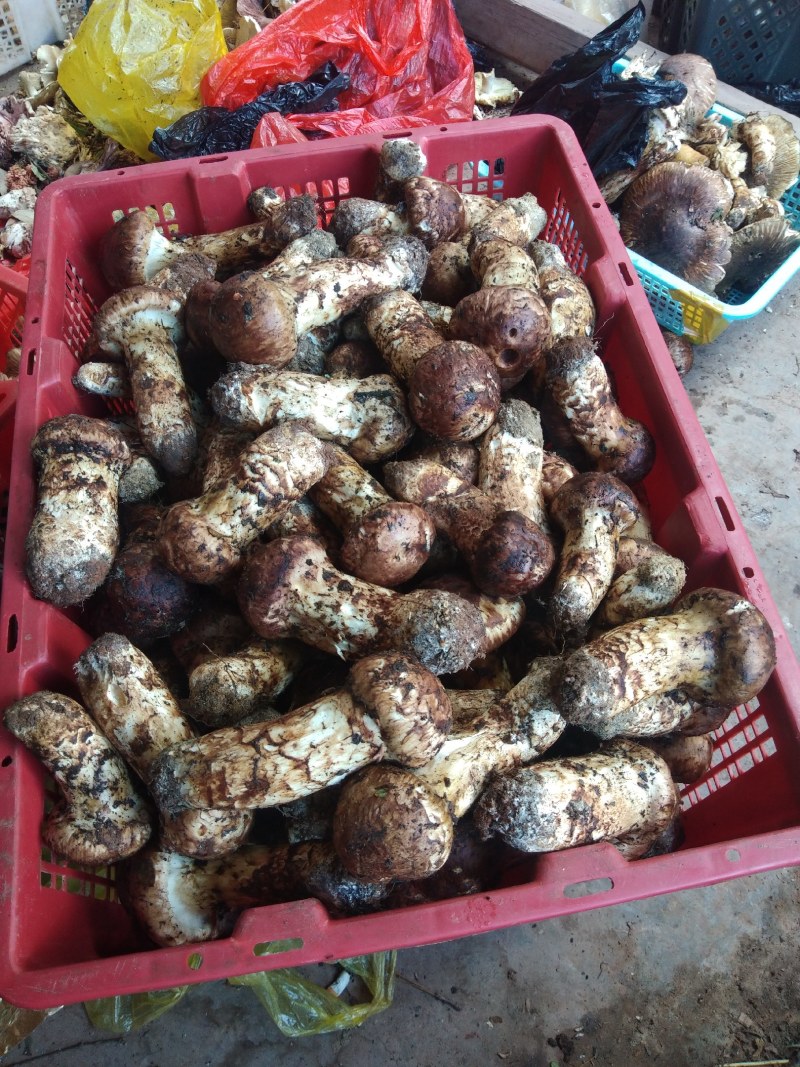 原子弹爆炸后第一能长出野生菌，大自然的赚品，野生菌松茸，